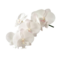 Delicate white orchid isolated on white background. Close-up.
