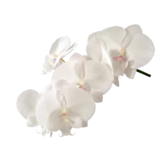Gordijnen Delicate white orchid isolated on white background. Close-up. © Nataliia Yudina