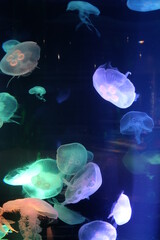 Jellyfish under Water