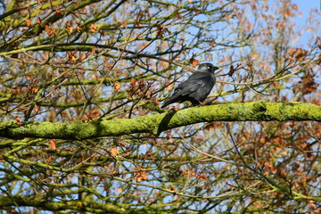 Bird in Tree during Autumn