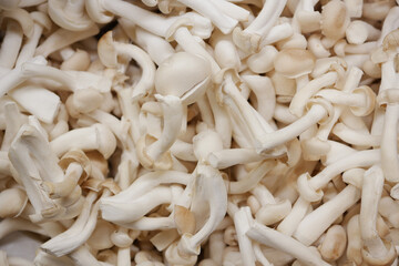 Shimeji mushroom in bowl on white background.