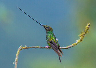 Sword-billed, hummingbird, ecuadorian bird