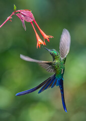 Violet-tailed Sylph, hummingbird, ecuadorian bird