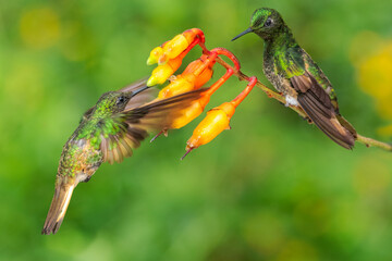 Buff-tailed Coronet, hummingbird, ecuadorian bird
