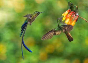 Violet-tailed Sylph y Buff-tailed Coronet, hummingbird, ecuadorian bird