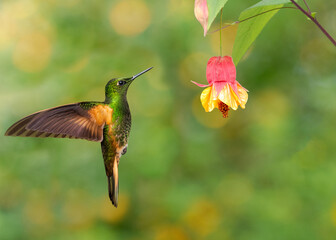 Fototapeta na wymiar Buff-tailed Coronet, hummingbird, ecuadorian bird