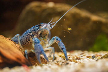 Procambarus Alleni Blauer Floridakrebs