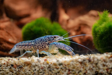 Procambarus Alleni Blauer Floridakrebs