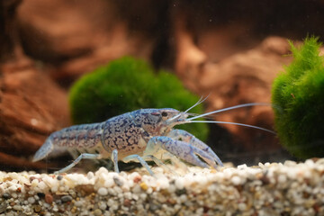Procambarus Alleni Blauer Floridakrebs