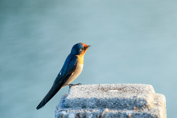 Pacific Swallow sitting on stone near the lake