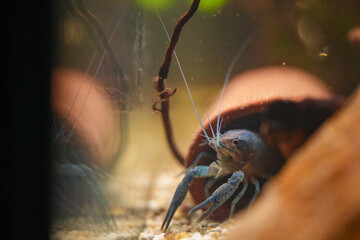 Procambarus Alleni Blauer Floridakrebs
