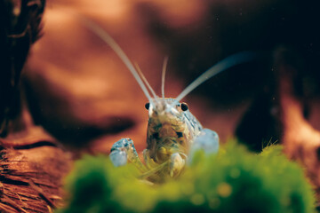 Procambarus Alleni Blauer Floridakrebs