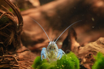 Procambarus Alleni Blauer Floridakrebs