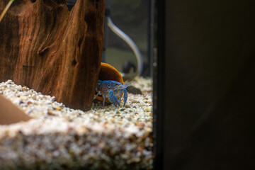 Procambarus Alleni Blauer Floridakrebs