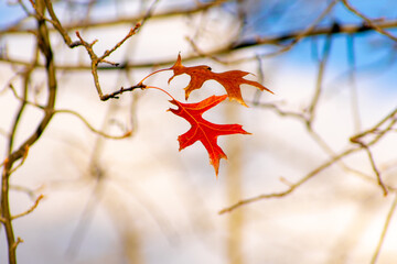 last two leaves on the branch of the tree on the fall season