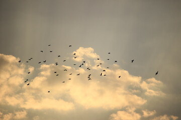 Birds at sunset