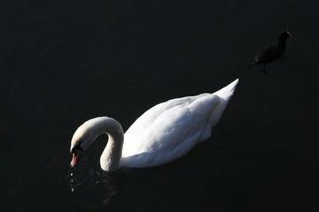 White Swan