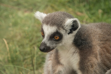 Naklejka na ściany i meble Ring-tailed lemur head portrait closeup on green grass background