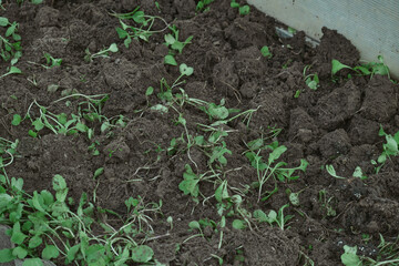 Fertilizing the garden by bio granular fertilizer for better conditions of garden