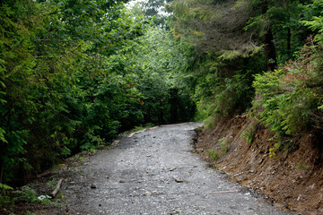 footpath in the woods