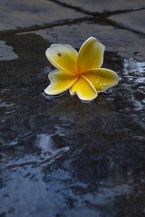 Yellow frangipani flowers fall on the wet floor