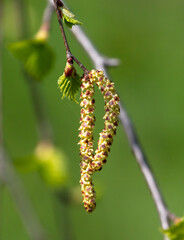 Flowers on birch branches in spring.