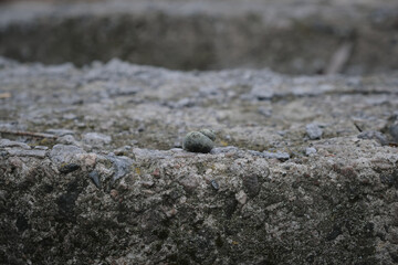 Snail shell lies on a Stone near the water
