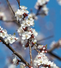 White flowers on an apricot tree against a blue sky.