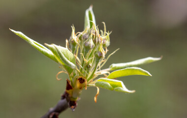 Opening bud on pear branch in spring.