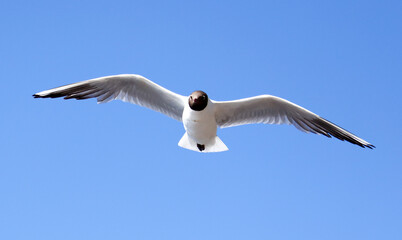 Portrait of a seagull in flight against the sky.