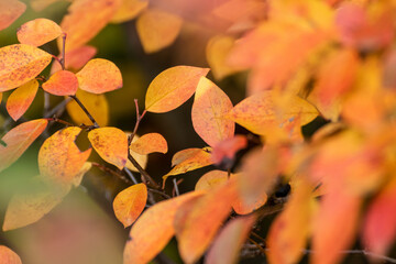 Autumn yellow colorful leaves close-up in nature