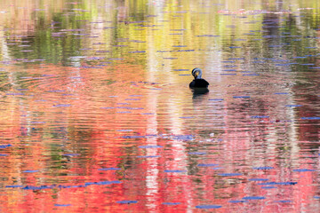 水面に浮かぶ秋のカモ