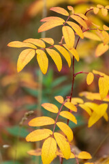 Autumn yellow colorful leaves close-up with blur