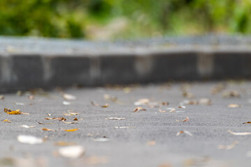 Fallen leaves on road with blurred background