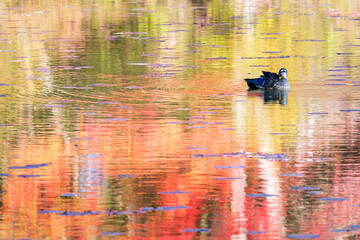 水面に浮かぶ秋のカモ