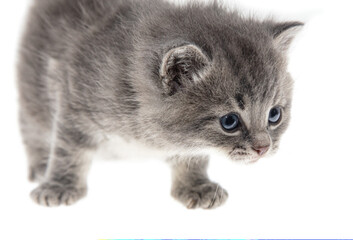 Portrait of a little kitten isolated on a white