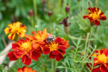 Bee pollinating Marigold, Tagetes flowers blooming