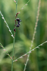 black ant life in nature