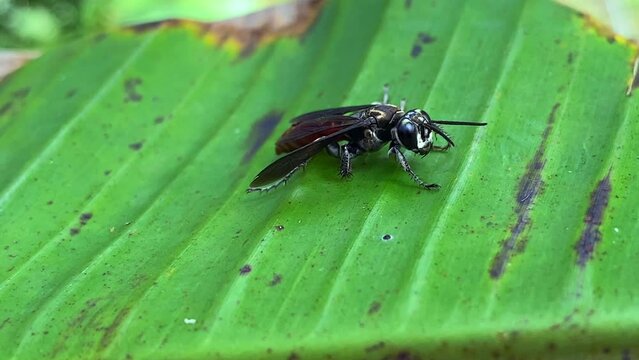 Wasp sitting stationary on banana tree leaf as wind gently blows through garden