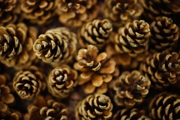 Natural background of dry brown pine cones