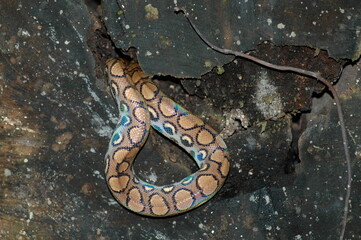 colorfull Snake Boa in Bolivian jungle Wild