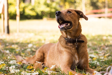 Cute playful dog  in fall colored leaves