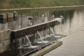 A waterfall flowing at park Wall of water A beautiful view of the falling water cascade city fountain close-up pouring
