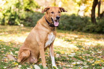 Cute playful dog  in fall colored leaves