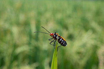 Mr pucung or bok bok cong is a species of true ladybug in the family Pyrrhocoridae.  Mr. pucung is a pest for cotton plants