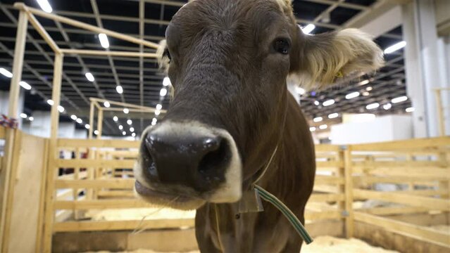 Cow chewing hay during the Agricultural Exhibition