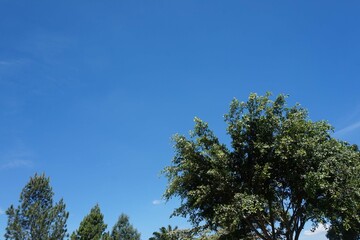 a picture of a clear blue sky for background image