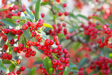 Bokeh background of Brilliant Red Chokeberry Aronia arbutifolia bursting with red berries.