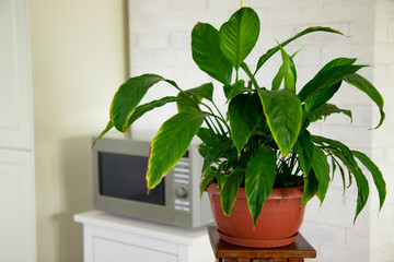 A flower arrangement of indoor plants on an original wooden stand against the backdrop of a microwave oven. Spathiphyllum in the interior. Houseplant care. plant with large leaves