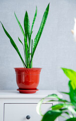 Flower arrangement of indoor plants on a white pedestal. Sansevieria in the interior. Houseplant care. Green plant with large leaves. selective focus
